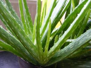 Aloe vera