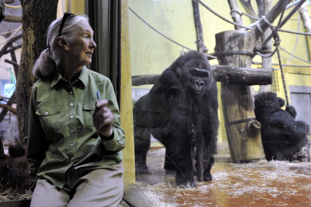 A csimpánzok kutatója Budapesten